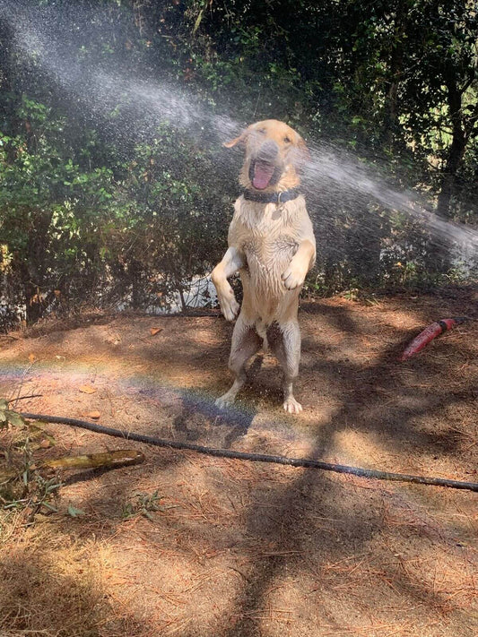 STOP GOLPES DE CALOR - Las Huellas del Futuro