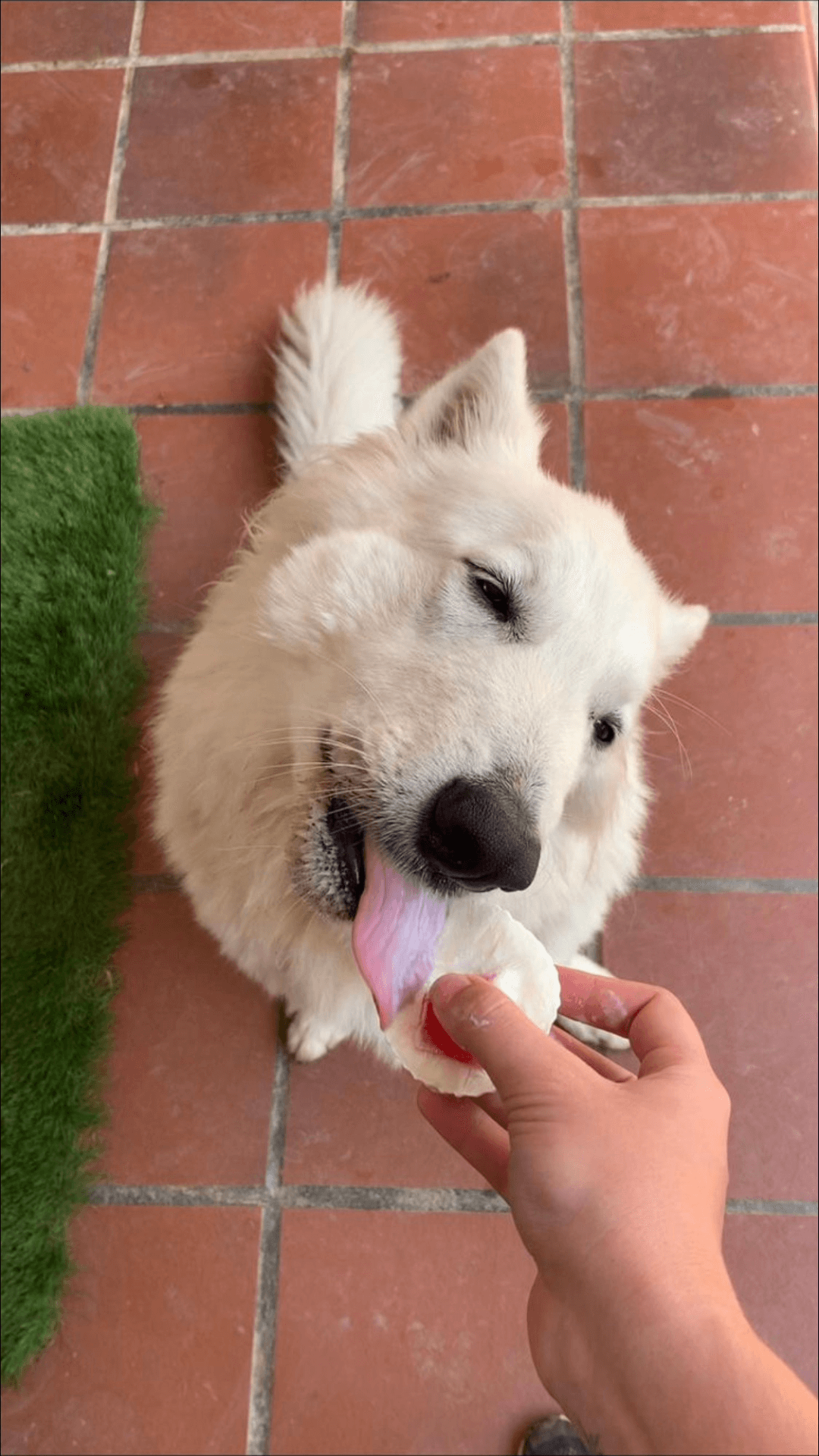 RECETAS DE VERANO PARA TU PELUDO